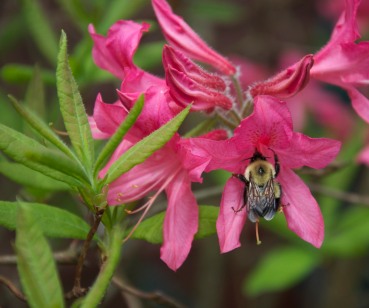 A bumble bee collects nectar from an azalea blossom next to the house.