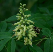 A bumble bee enjoys a buckeye flower.
