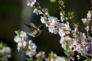 A ruby-throated hummingbird visits the Manchu Cherry by our back deck.