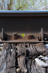 This hearty little tree was growing out of a railroad tie.