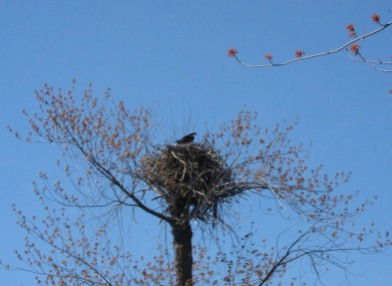 An osprey perched in its nest at the mouth of the Lamoille River.
