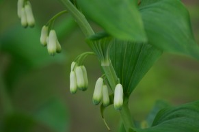 Solomon seal just about to bloom in our back yard. I just love the rich green feel of this photo...