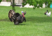 A wild tom turkey struts his stuff for some hens on Mayo Road yesterday.
