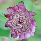 Astrantia or "Bloody Mary" blooming in our ornamental garden.