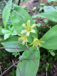 Clintonia (blue-bead lily) blooming along the Burrows Trail on Camel's Hump.