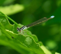 A damselfly perches on a fern leaf. It looks like there's an aphid or something under the leaf as well.