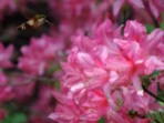 a clear-wing hummingbird moth hovers above azalea blossoms. Note its long tongue.