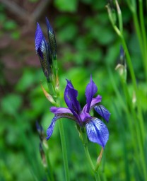 The irises are in full bloom beside our pond...