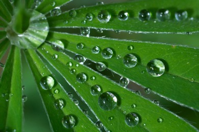 Water droplets bead up on lupin leaves.