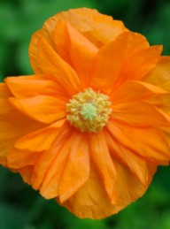 A bright orange poppy in our ornamental garden.