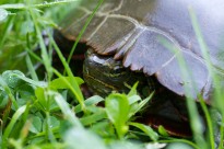 Peek-a-boo! This painted turtle was hanging out next to our pond yesterday morning.