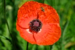A honey bee hovers over a blooming poppy.