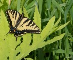 A tiger swallowtail poses for an instant on a bright green fern.