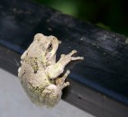 This grey tree frog was hanging out in my canoe when I flipped it over.