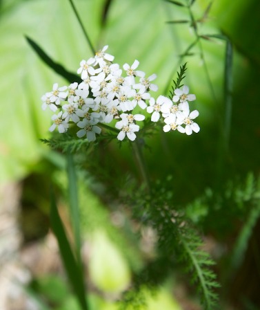 Yarrow blooming along Delfrate Road.