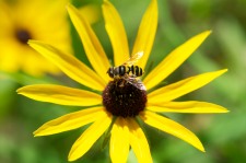 A small bee perches on a black-eyed Susan along our driveway.