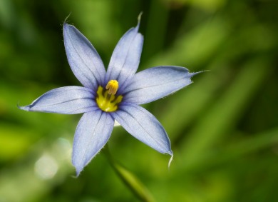 Slender Blue-Eyed Grass blooming in our front field.