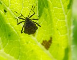 Another unidentified bug lurking in the zucchini. Please post a comment if you know what it is!