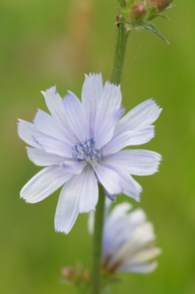 Pale blue chicory blooming along Texas Hill Road.