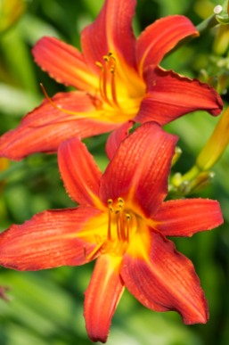 A popping pair of daylilies blooming by the pond...