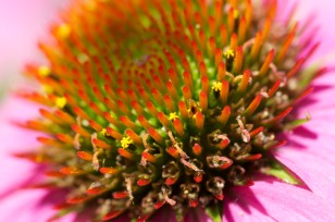 Up close and personal with an echinacea blossom on our back deck.
