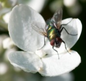 A fly hangs out on an hydrangea blossom.