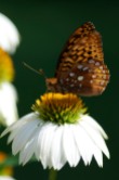 A great spangled Fritillary perches atop an echinacea.
