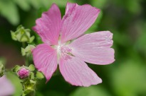 A mallow blooming along our driveway.