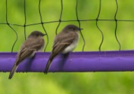 A pair a phoebe fledglings hanging out on the volleyball net yesterday.