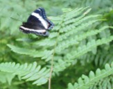A white admiral butterfly.