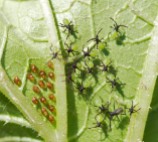 Anyone know what these bugs are? They were teaming under a zucchini leaf...