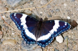a Blue Admiral pauses on Taft Road.