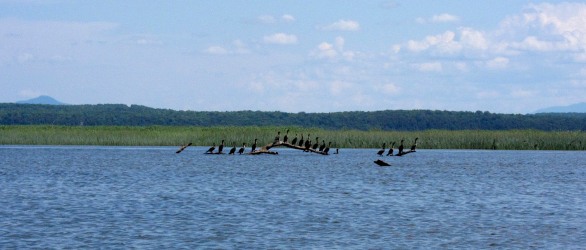 A line of cormorants guard the mouth of the Mississiquoi River.