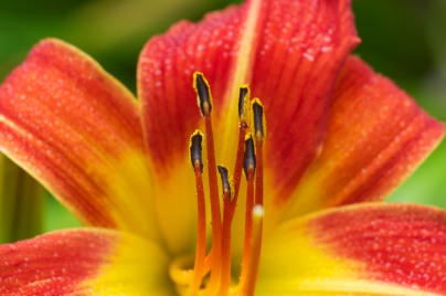 A fine and colorful daylily blooming over by the pond...