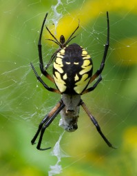 A large female garden spider and her diminutive mate lurk in the grass of our front field.