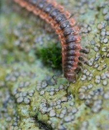 A millipede munches on lichens in the woods...