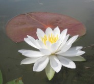 A white pond lily bobs in the waters of Lake Champlain near Crown Point.