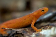 A red eft in the leaf litter in the woods behind our house.
