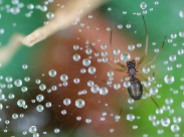 A tiny field spider lurks under her dew spangled web...