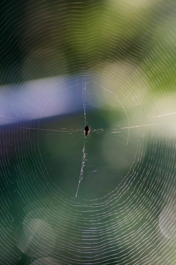 A spider waits patiently in her web...