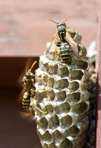 Don't get tooo close! Yellow jackets nesting on the observatory...