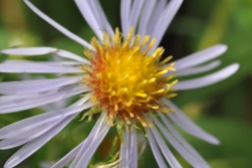 An aster up close and personal...