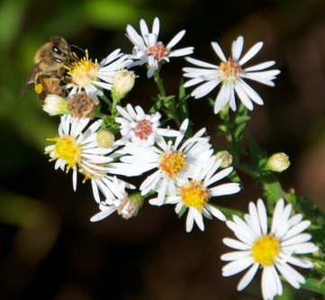 A honey bee gets some late season nectar from asters in our front field.