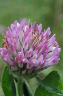 Red clover blooming in our front field.