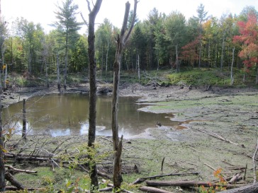 The "Mailbox Trail" beaver pond is now empty due to Irene's heavy rains. (Photo courtesy of Robin.)