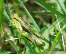 A grasshopper lurks in the tall grass of our front field.