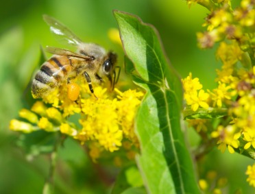 A honey bee loads up on goldenrod in our front field.
