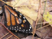 A monarch butterfly wing lies amongst the leaf litter in the woods.