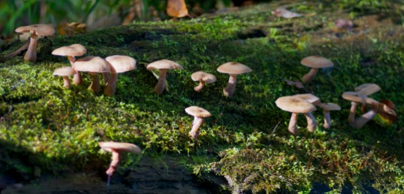 Small mushrooms populate a fallen log along Fargo Brook.