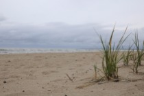 Dune grass along Southwick Beach on the south shore of Lake Ontario.
